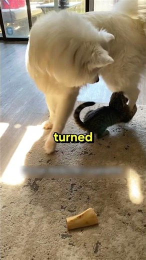 The Cutest Size Difference Friendship🥹🤍 #shorts