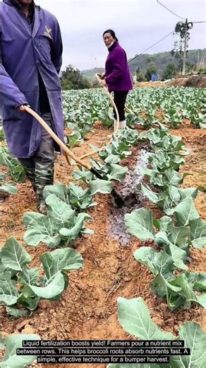 High Yield Tip: Liquid Fertilization for Big Broccoli