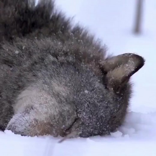 9.7K views · 643 reactions | Playing on the snow. Such joy to see this beautiful Wolf enjoying her freedom. #FollowSoulWolfOfficial SoulWolf | SoulWolf | Facebook
