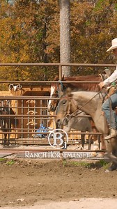 8.6K views · 375 reactions | I want my horse to be loyal as a dog,...