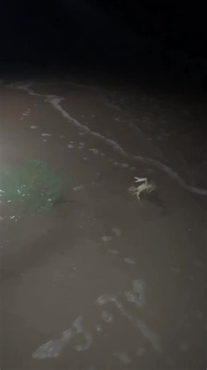 13K views · 91 reactions | ‍those mini crab 呂 are fast  | Gia Mii | Facebook