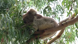 Koala eating eucalyptus leaves