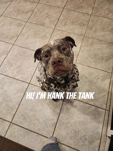 Wrongfully Imprisoned Dog: Free Hank the Tank Now!