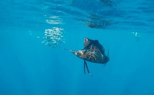 10 Sailfish Facts - Fact Animal