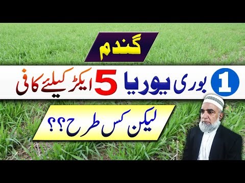 Efficient use of Urea in Wheat crop || Crop Reformer
