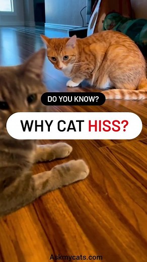 🐱 Ever wondered why cats hiss? 😼 Prepare to unravel the mystery behind this feline behavior! . 🔍 Discover the secret language of our furry friends as we delve into the reasons behind their intriguing hisses. . 😺 From self-defense to setting boundaries, these sassy sounds have a deeper meaning. . . . . Dm fir credit - 🎥 . #cat #cats #catlife #catlifestyle #catfact #catfacts #cattip #catvideo #catvideos #catreel #catreels #catreelstagram #instacatholic #catholic #instapet #fluff #meowgram #in