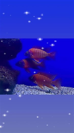 1K views | Few quick pictures before we left tonight. Happy Fish Friday!!! | Discovery Aquatics | Facebook