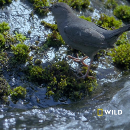 161K views · 225 reactions | În Washington se află Parcul Național Olimpic. Cu o suprafață de aproximativ 1 milion de acri, acest parc adăpostește o biodiversitate impresionantă și priveliști memorabile. Descoperă-l îndeaproape în blocul de programe „America neexplorată”, marțea aceasta, de la 19:00, la National Geographic WILD. | National Geographic | Facebook