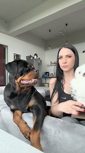 874K views · 10K reactions | Reaction to a new toy 黎 #rottweiler #funnydog #dog #funny #reelsviralシ #fypシviralシ #fbreelsfypシviral #fbreelsvideo | Julie Harris | Facebook