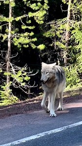 Have you ever seen a wild wolf this close? 🥰🐺 | Wolf Lover