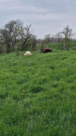 Une jument arrivée de Suisse pour une saillie avec notre étalon ! Je crois qu'elle se sent bien ! #bonheur #printemps #equitation #cheval #roulade | Elevage du Petit Verger, chevaux gypsians