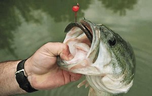 Wacky Rigging: The Ultimate Finesse Worm Technique Unpacked - USAngler