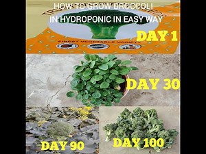 How To Grow Broccoli In Hydroponic In Easy Way - ब्रोक्कोली को हाइड्रोपोनिक कैसे आसान तरीके से उगाए