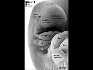 Ch 29 Lecture: Development and Inheritance