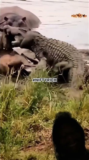 hippopotamuses watching the movie. Croc vs buffalo. Like comment follow subscribe
