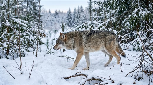 Watch what happens when a dire wolf pack takes on a giant target