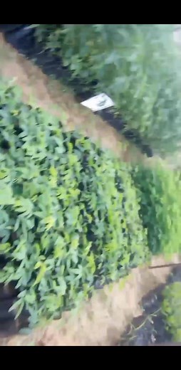 Apart from farming am also a member of smart climate change campaign where I encourage people to plant more tree. You can place order for seedling. UN Climate Change | Juma Kigingi