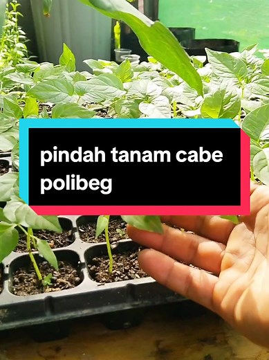 Pindah Tanam Cabe di Polybag: Tips Berkebun