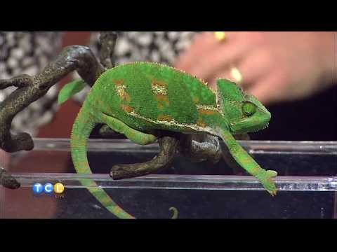 Adoptable Reptiles from Snake Discovery