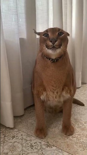 ANGRY PUMBA 😱 #pumba #bigcat #wildlife #pets #petlover #shorts #short