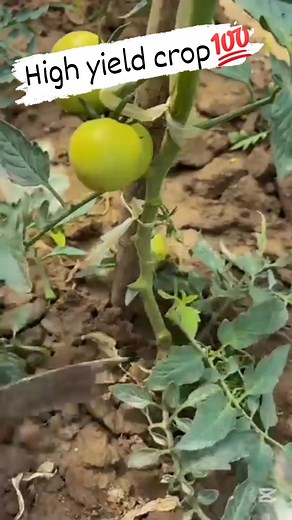 Technique of growing high yield crop 💯 #vegetables #agriculture #video #farmer #shorts #short #crops #Irrigation | Adiee vlogs
