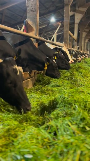 6.3K views · 32 reactions | Is this the secret sauce for high yielding cows?  #grasstechnology #creatingnewstandards | Grass Technology | Facebook