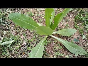 ΑΓΡΙΟ ΜΑΡΟΥΛΙ. Το φυτό που δρα ως παυσίπονο.