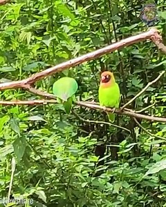 Party parrot is breaking it down on a branch at the jungle disco 🦜 | HomeChic