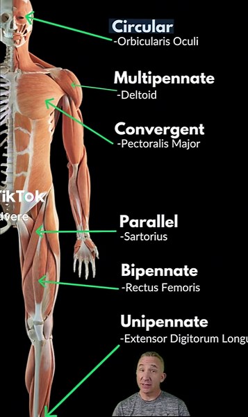 Understanding Muscle Fiber Arrangements by Shape