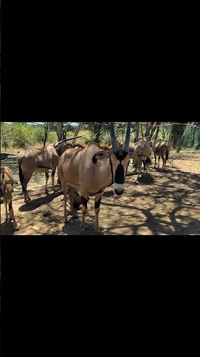 Majestic Oryx in 30 seconds