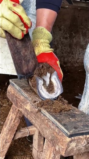 The Donkey Can't Walk, The Master Quickly Repaired It!丨ASMR丨Donkey hoof cutting sound