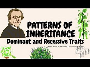 Patterns of Inheritance / Science / EducatorSharmin