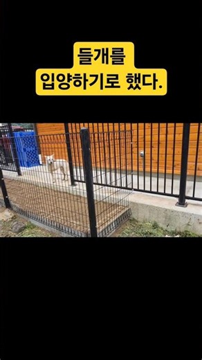 들개 입양을 결심했다. #들개 #들개입양 #유기견 #유기견입양