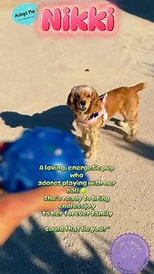 Fun cocker spaniel loves to play fetch! Are you her future adopter? CampCocker.com/nikki | Camp Cocker Rescue