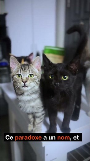 Pourquoi le chat retombe toujours sur ses pattes