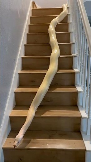 I Found a Giant Burmese Python in My House! 🤯🐍 #snake #animals #reptiles