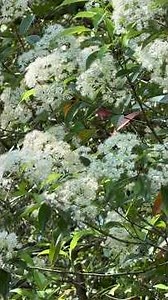 【哲学の道】白い花はバラ科のカナメモチ（要黐）？歴史的風土特別保存地区（2026年5月15日）