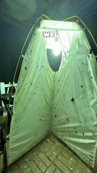 What is a Moth Trap?