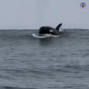 4.5M views · 56K reactions | Orka Whale– समुद्र का सबसे चालाक हत्यारा The orca, also known as the killer whale, is one of the most intelligent, powerful, and feared marine mammals on Earth. Instantly recognizable by its striking black-and-white coloring, the orca is not a whale by classification but the largest member of the dolphin family. #orkawhale #wildlife #whale #nature #mammel #viralpage #knowanytime | Know Anytime | Facebook