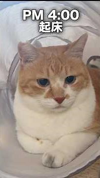 うちの猫、日本語覚えました！ #元野良猫チャチャ #ねこ #cat