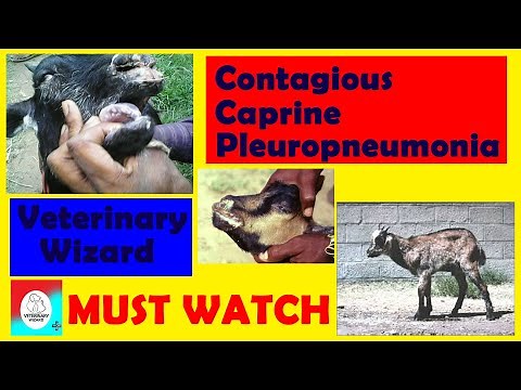 Contagious Caprine Pleuropneumonia (CCPP) II Etiology I Symptoms I Treatment I Prevention & Control