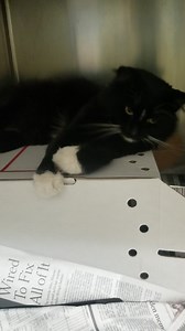 RESCUED BY 4 Paw Luv Rescue! MAJOR - ID #A221543 **Microchipped** Male (Neutered) / approx. 1 yr. Cage in medical Stray found @ 5115 S. Major Ave. Intake date: 10/5 Major was found with some kind of neurological injury and brought in by someone that was concerned about him. He apparently is chipped to a rescue that will likely be coming to redeem him. | CACC Cats