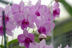 How to grow orchids