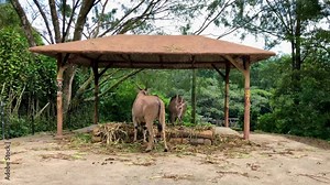 A pair of The common eland, also known as the southern England or eland antelope are feeding grass in their enclosure at the Zoo in the morning