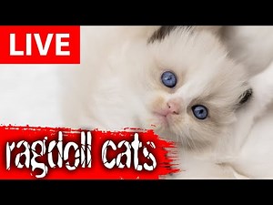Ragdoll Cats Live Stream From London's Cattery!