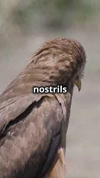 Fascinating Facts About Kiwi Birds – New Zealand’s Flightless Wonder!