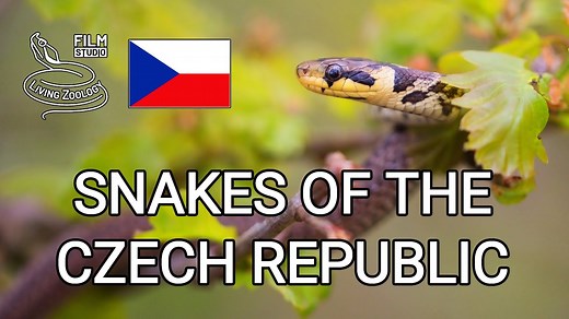 Snakes of the Czech Republic, wildlife documentary by Living Zoology, reptiles of Europe By: Living Zoology | Snakes