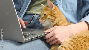 a woman works on a laptop with a ginger cat who is intently watching the laptop screen