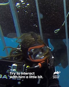 Joe and his crew sets off to Texas to explore the beautifully deadly Monster Mako. Dive into the deep end and into their jaws if you dare. | Animal Planet Southeast Asia | Facebook