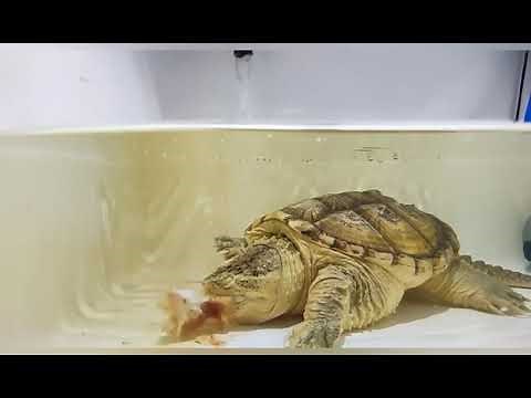 Live Feeding Common Snapping Turtle (CST) With White Rat